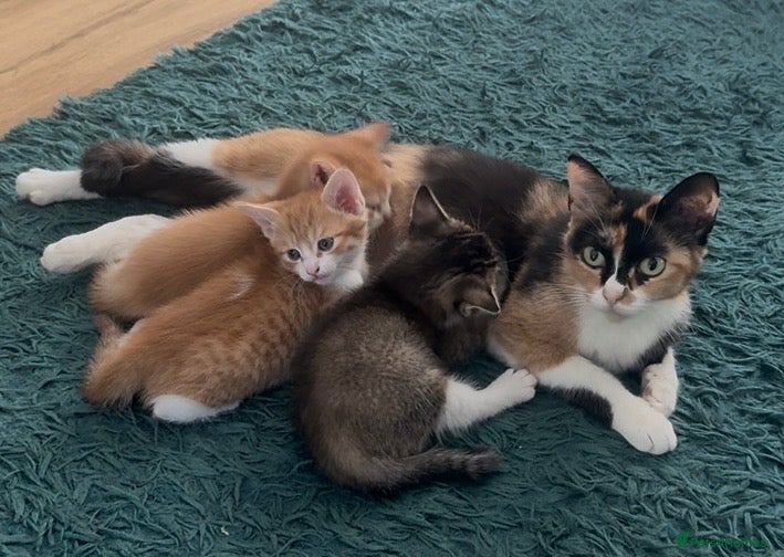 Mixed Breed cats for sale: Beautiful kittens ready now  - Advert 1