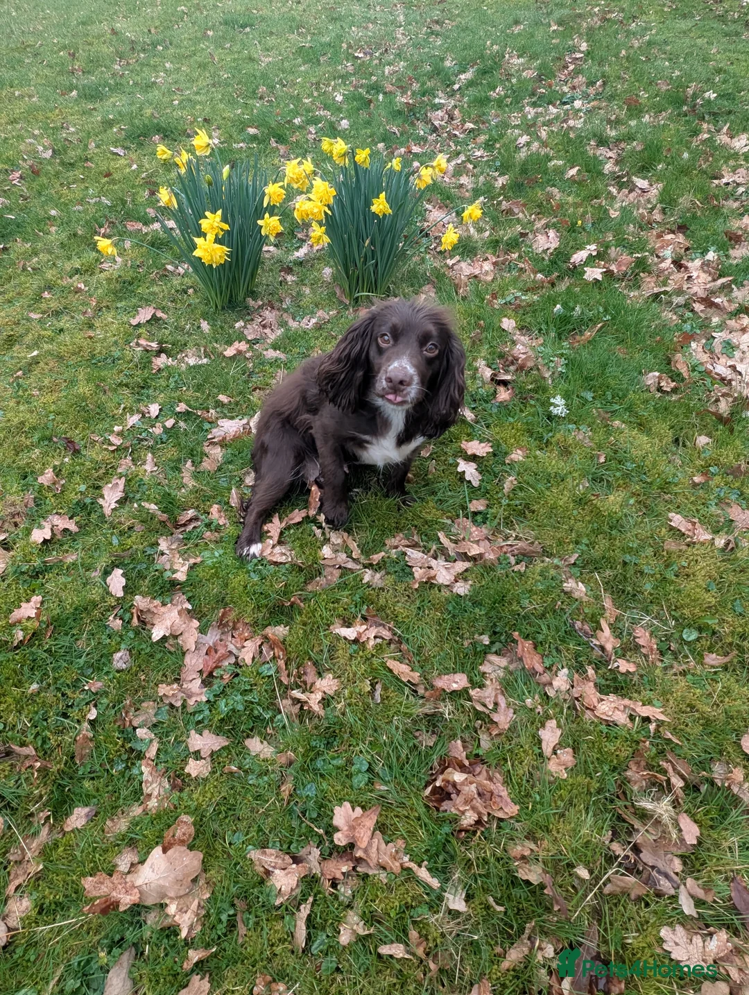 Cocker Spaniel dogs for sale: Cocker spaniel puppy boy in Builth Wells - Advert 1