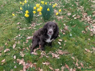 Cocker Spaniel dogs Cocker spaniel puppy boy in Builth Wells - Advert 16
