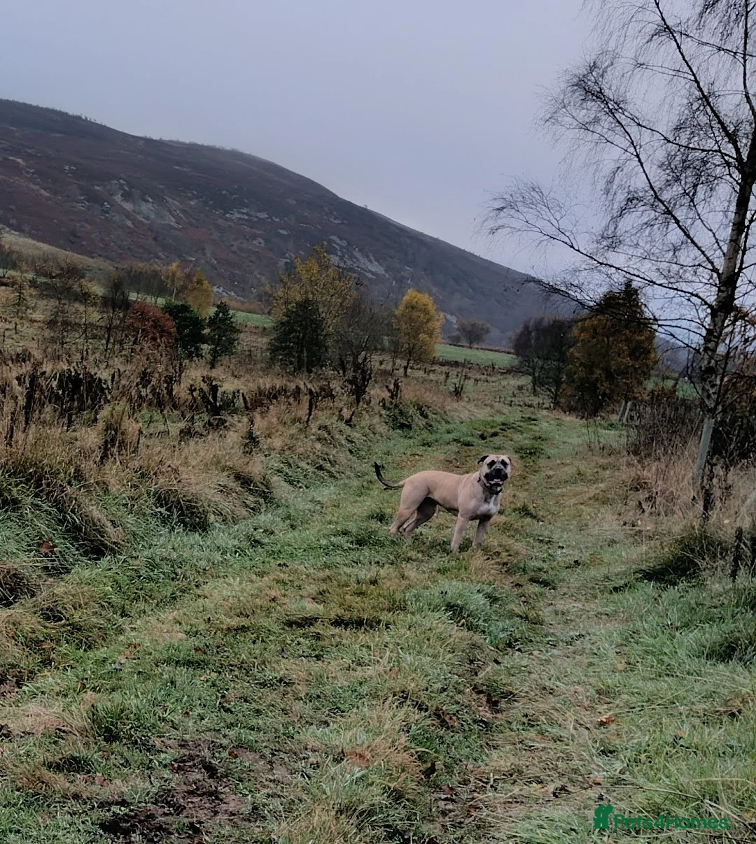 Mixed Breed dogs for sale: Muscle mastiff puppies  in Galashiels - Advert 1