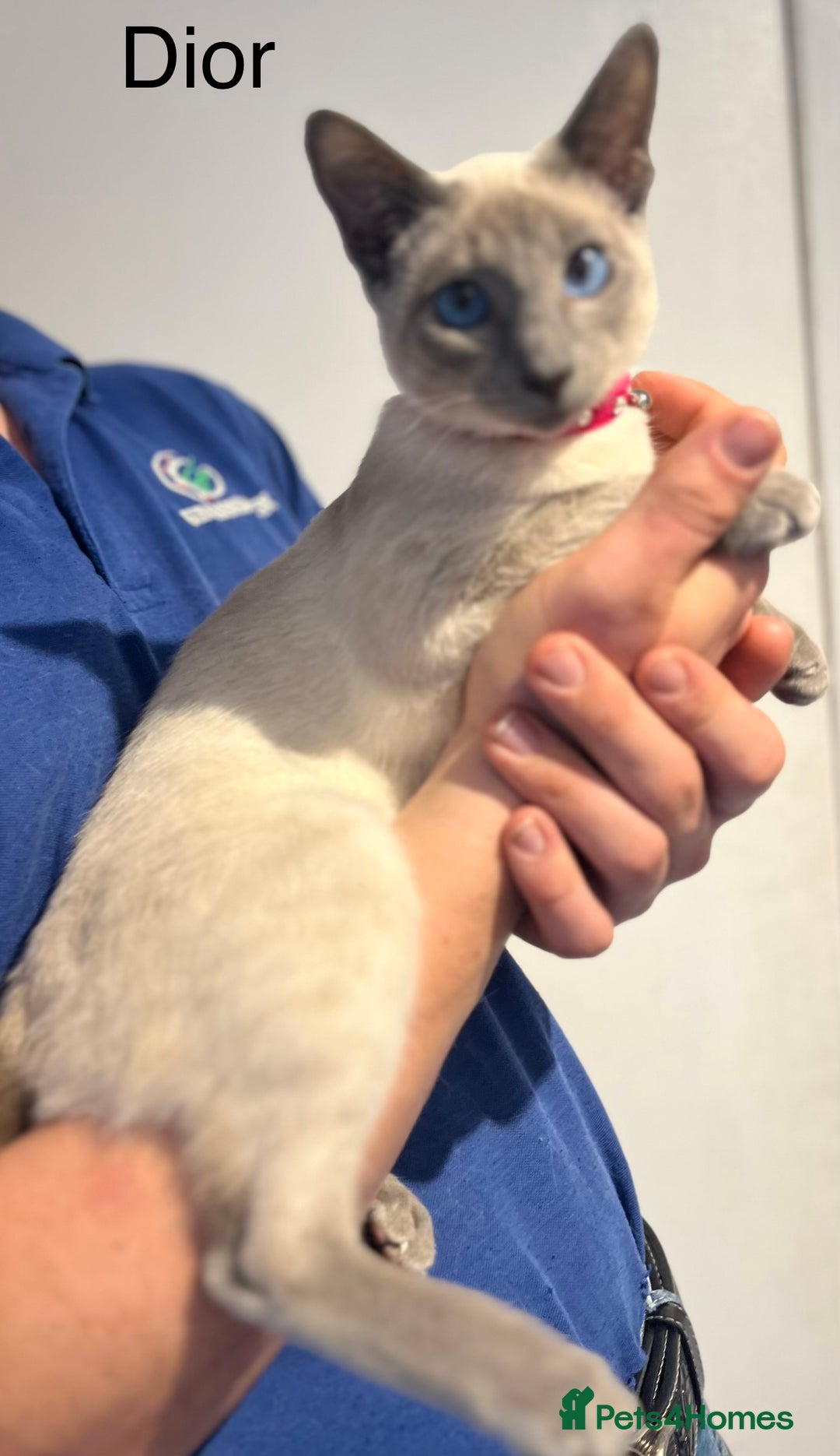 Siamese cats for sale: Blue point Siamese kittens - Advert 17