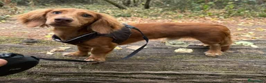 Miniature Dachshund 1