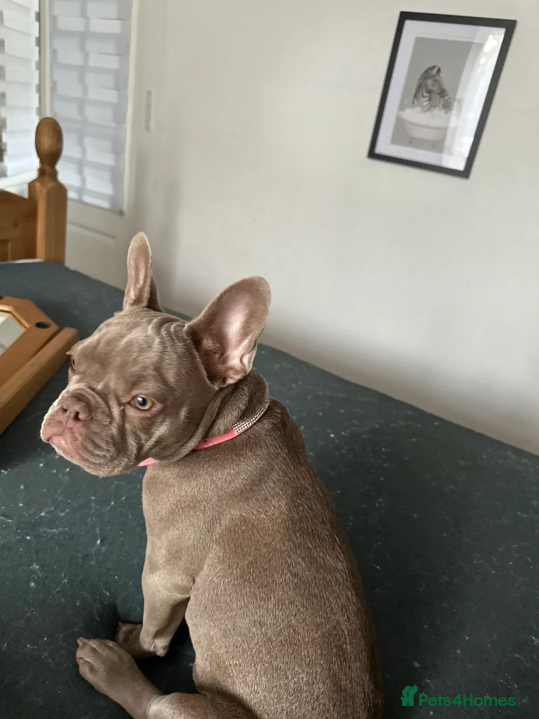 French Bulldog dogs for sale: French bulldog  - Advert 4