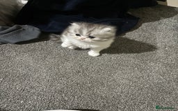 Persian cats for sale: Persian chinchilla kitten  - Image 11