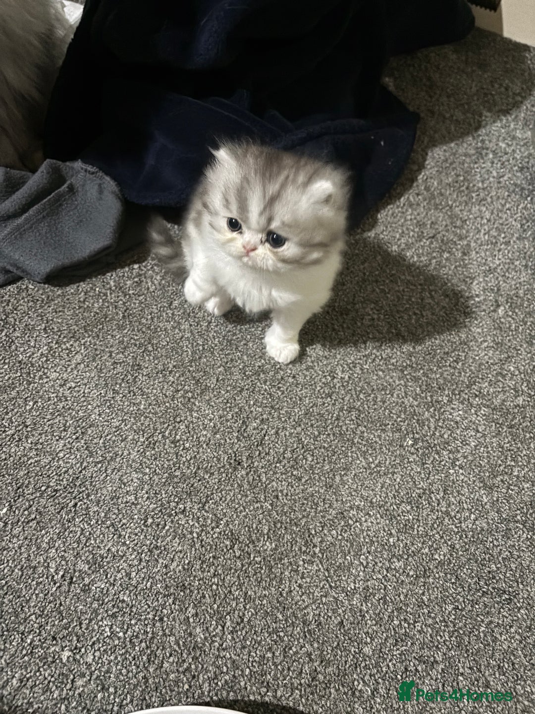 Persian cats for sale: Persian chinchilla kitten  - Image 11