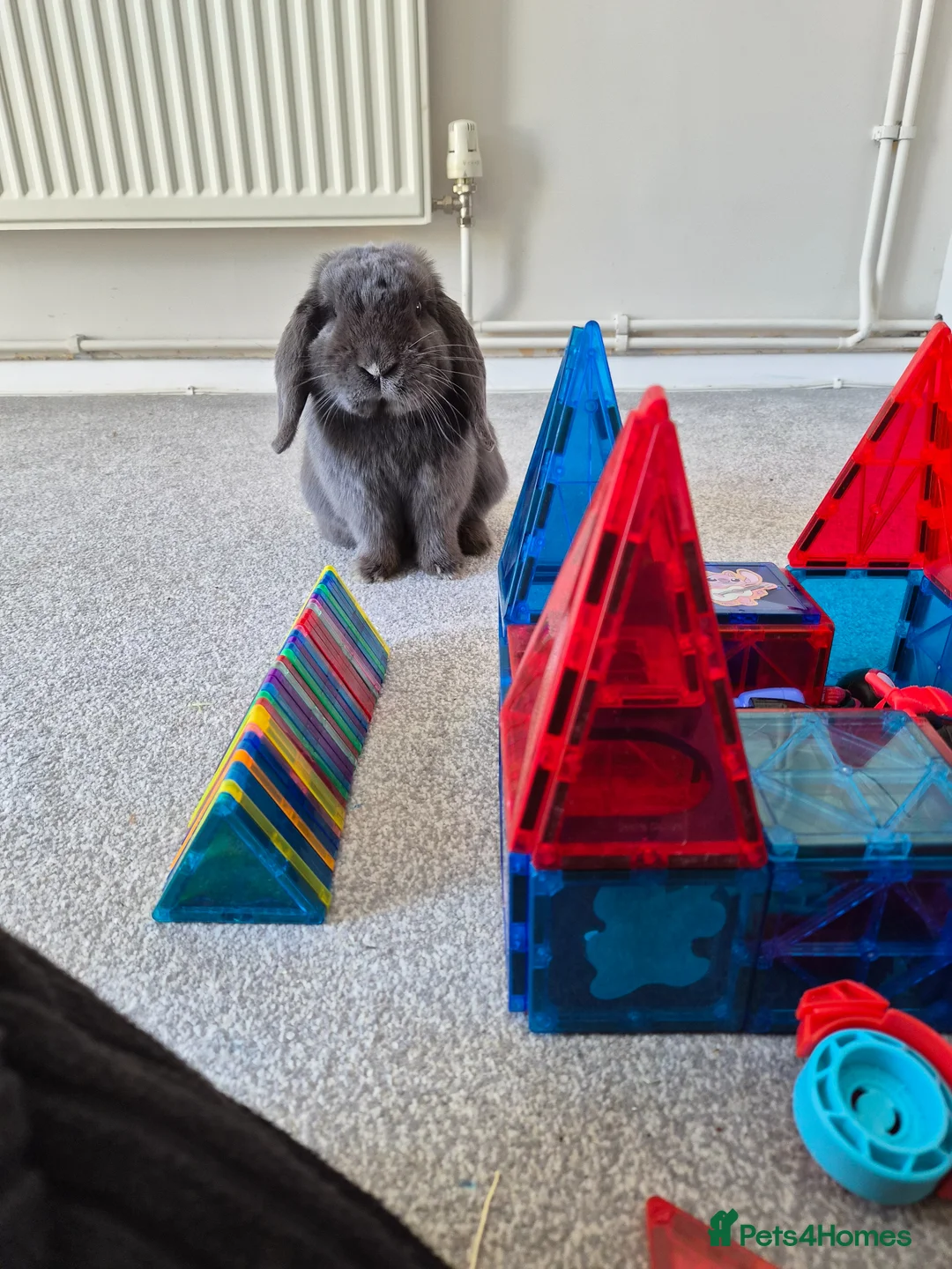 Mini Lop rabbits for sale: Beautiful grey mini lop needs a loving home in Billericay - Advert 1