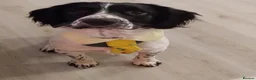 English Springer Spaniel dogs for sale: Cooper Male English Springer Spaniel Black &White - Advert 2