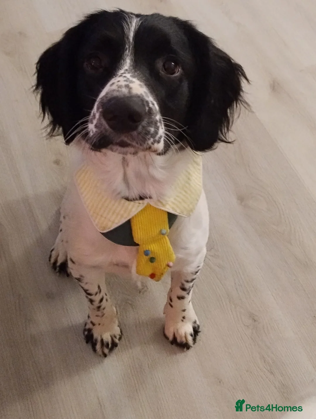 English Springer Spaniel dogs for sale: Cooper Male English Springer Spaniel Black &White - Advert 2