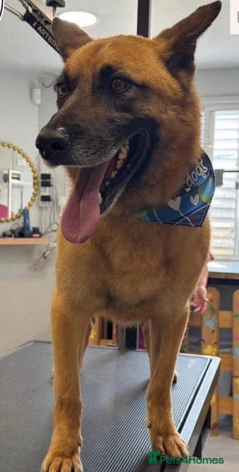 Mixed Breed dogs  	ZORRO NEEDS HIS PERSON  - Advert 1