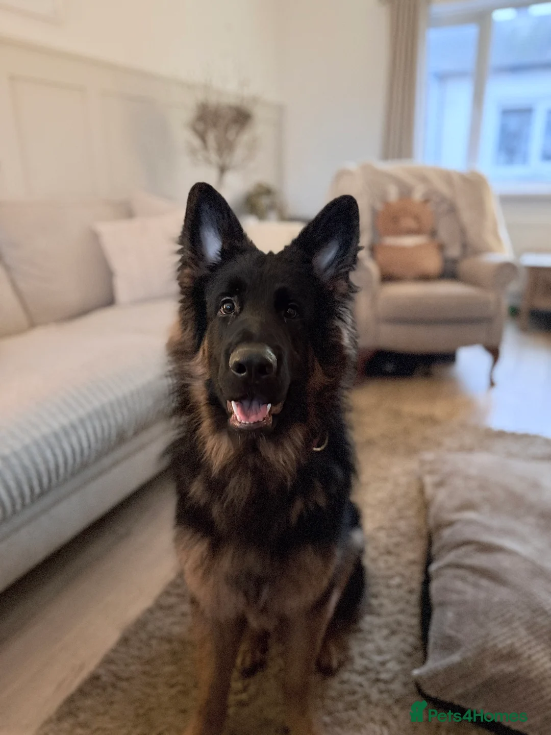 German Shepherd dogs for sale: German Shepherd - Advert 1