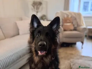 German Shepherd dogs German Shepherd - Advert 1