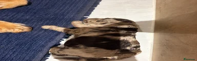 Cockapoo 3