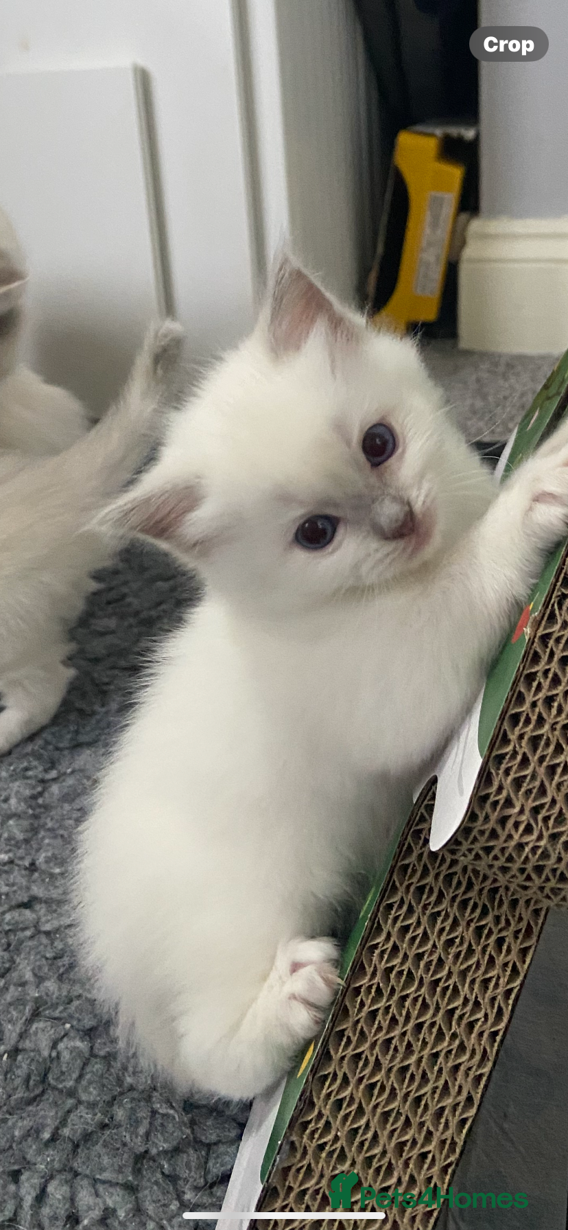 Ragdoll cats Lilac point Ragdoll kitten last Girl ! - Advert 10