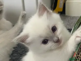 Ragdoll cats Lilac point Ragdoll kitten last Girl ! - Advert 10