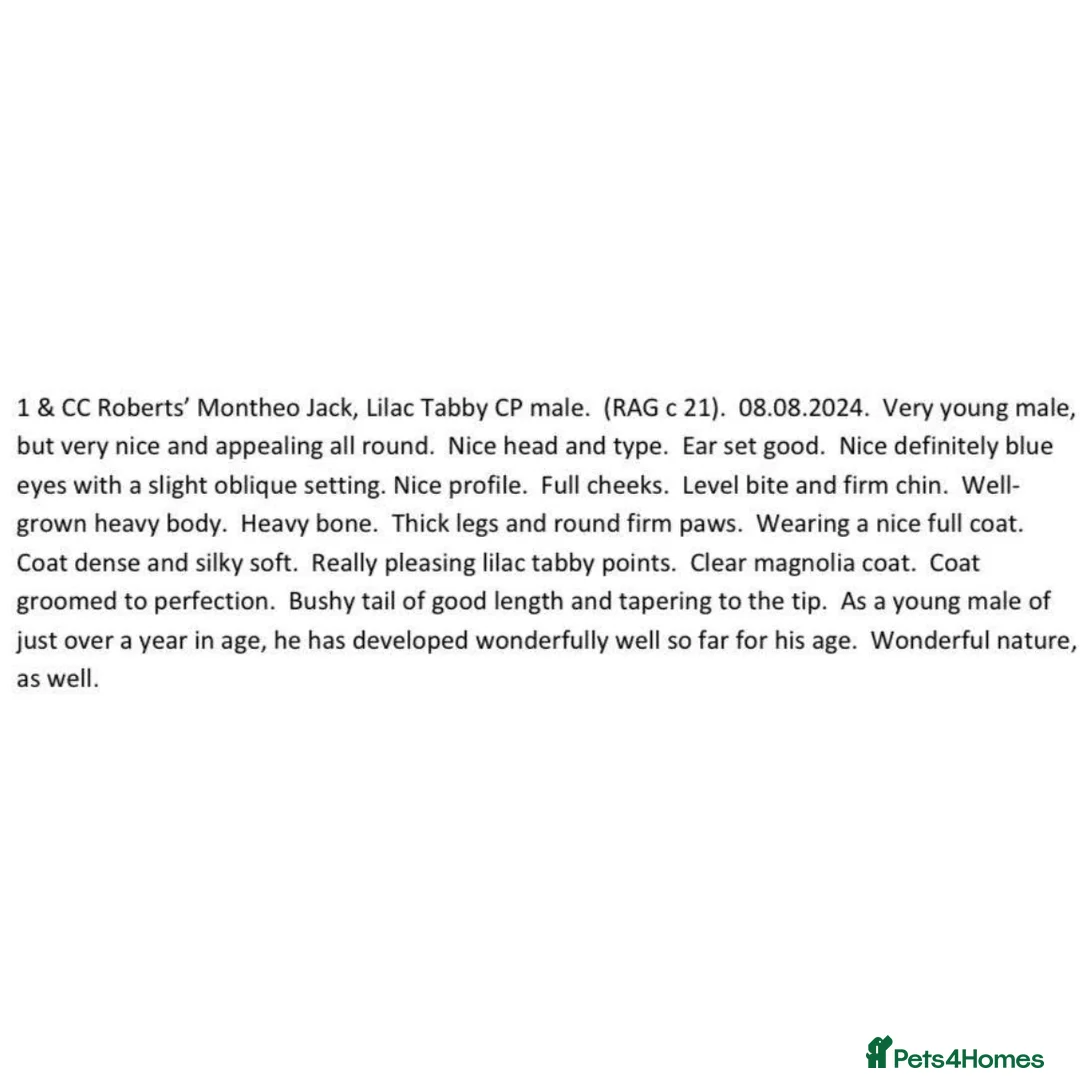 Ragdoll cats for stud: Lilac tabby colourpoint for stud - Advert 7