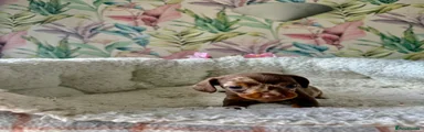 Miniature Dachshund Puppy 2