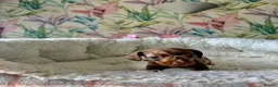 Miniature Dachshund dogs for sale: Miniature short hair dachshund  - Advert 4