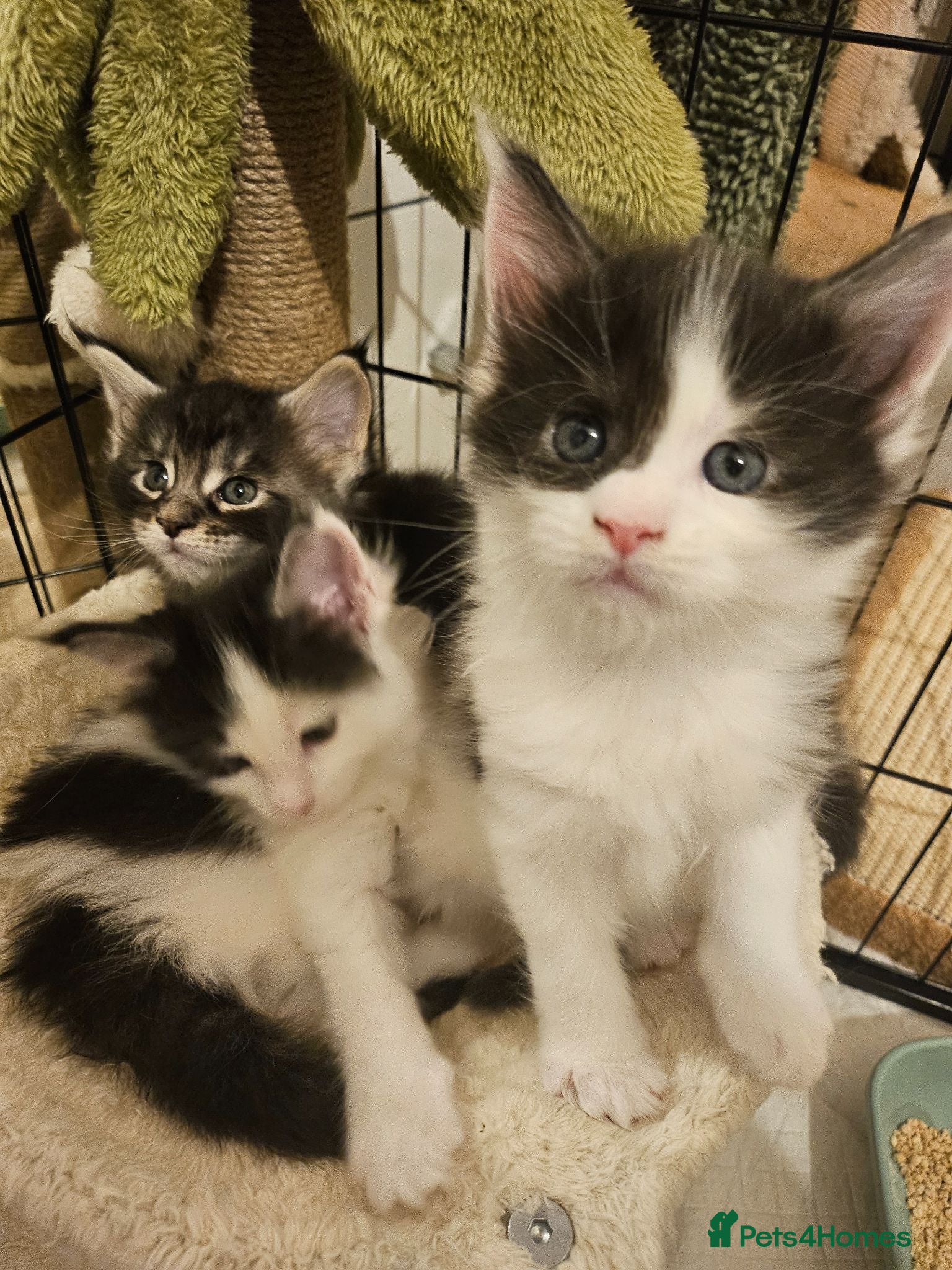 Maine Coon cats Maine Coon Kittens – GCCF Registered  Boys - Advert 2