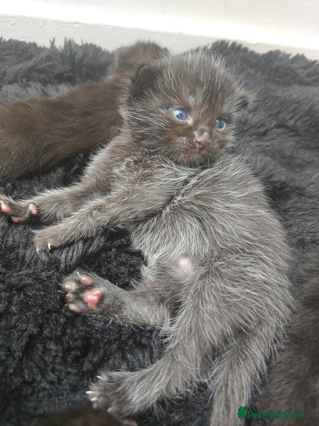 Mixed Breed cats for sale: 5 beautiful kittens - Image 8