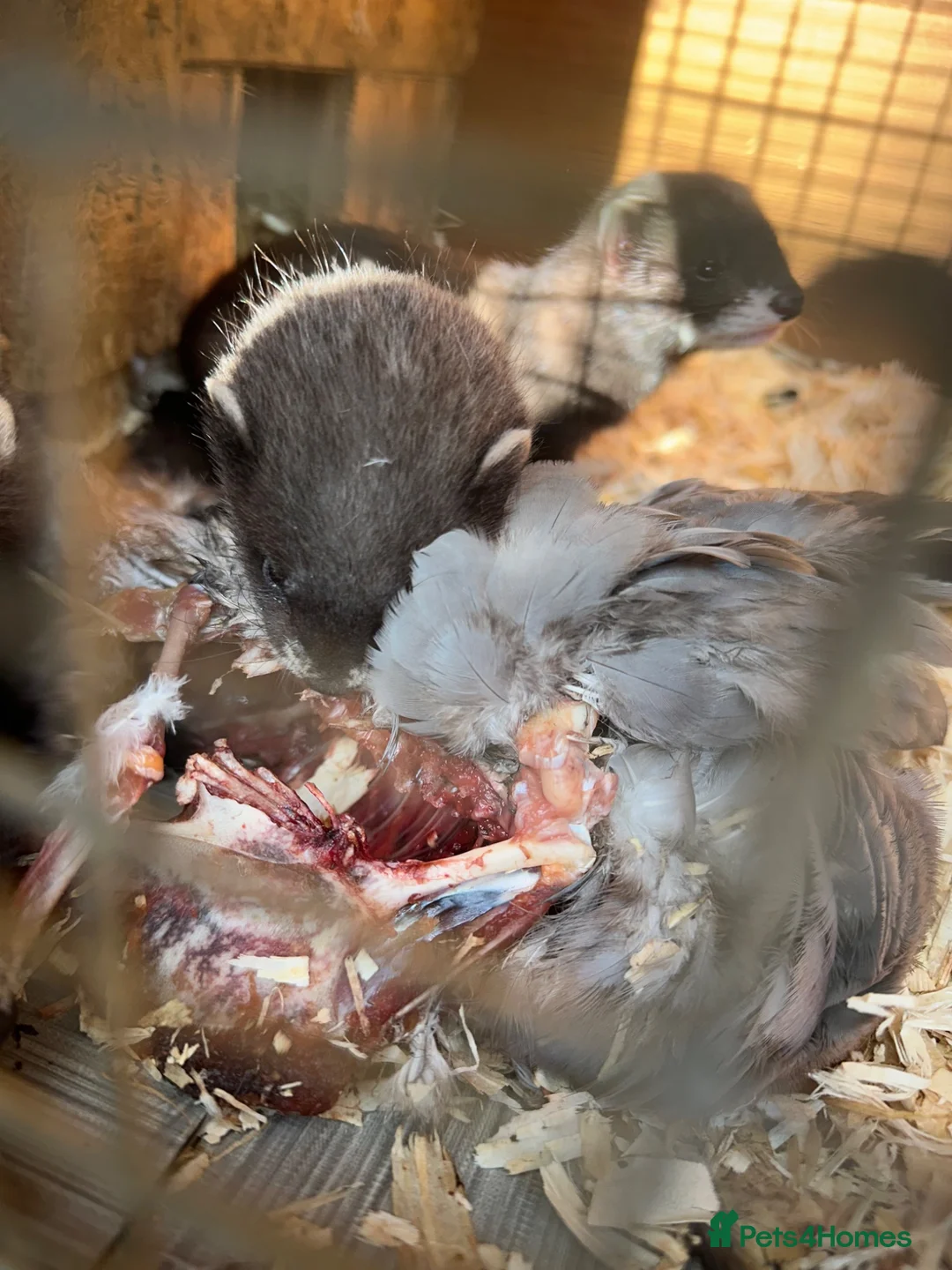 Ferret rodents for sale: Ferret kits  - Advert 2