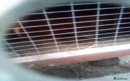 Chickens poultry for sale: Japanese Quails - Image 1