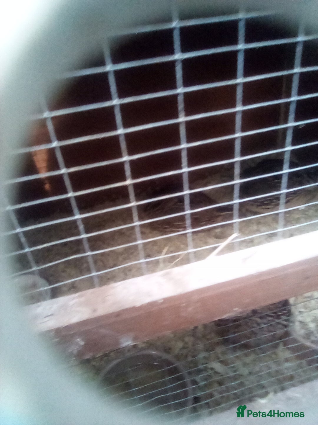 Chickens poultry for sale: Japanese Quails - Image 1