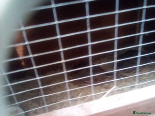 Chickens poultry - Advert 36