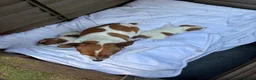 Jack Russell dogs for sale: Jack Russell puppies  - Advert 10