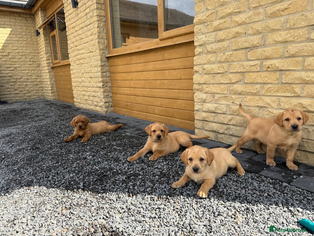 Labrador Retriever dogs for sale: Outstanding KC Registered Fox Red Labs  🐾🩵 in Newton Aycliffe - Image 9