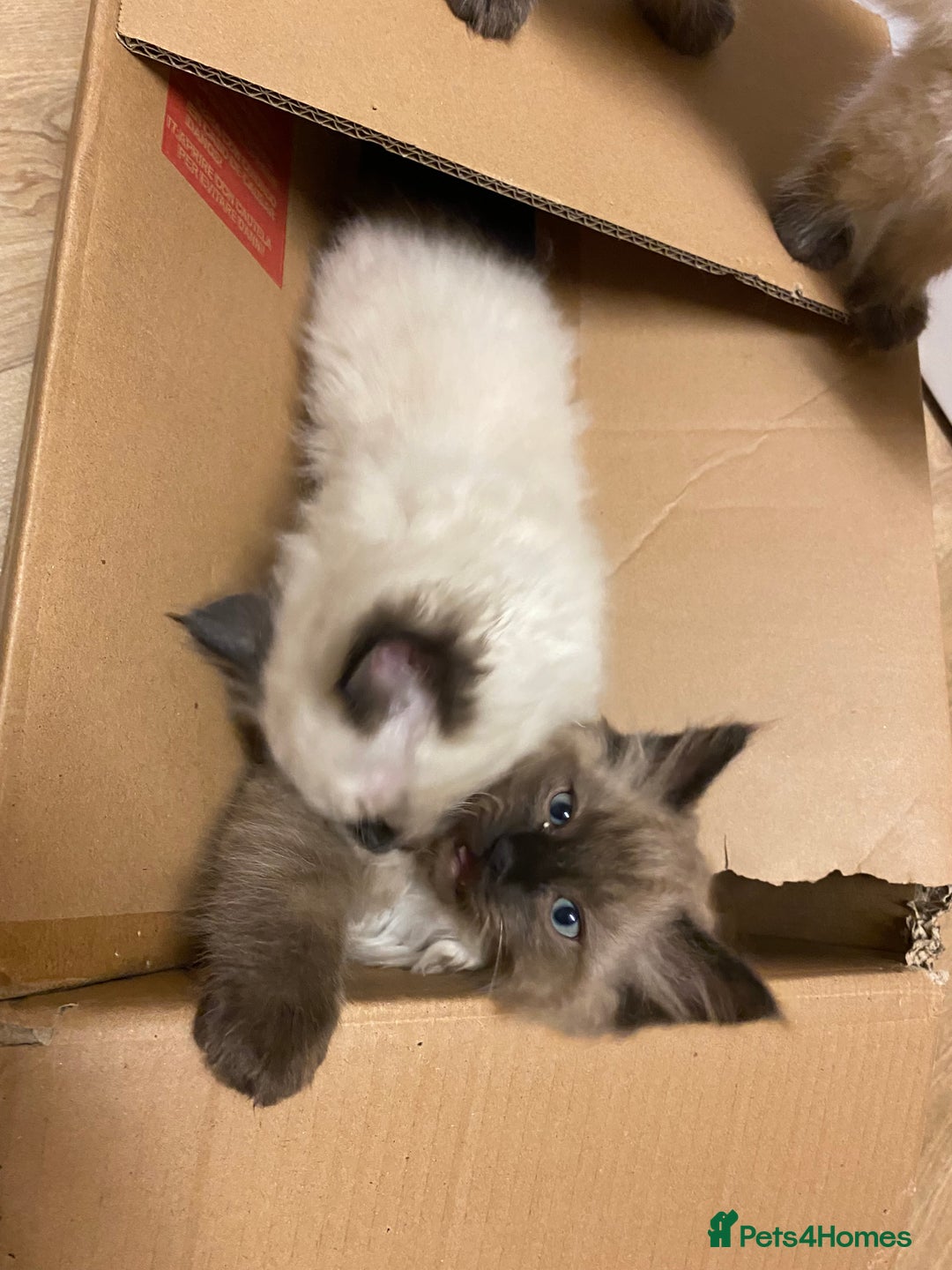 Ragdoll cats for sale: Ragdoll kittens male and female  - Advert 7