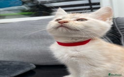 Maine Coon cats for sale: Maine Coon Cross Kittens 3 Girls , 2 Boys - Image 13