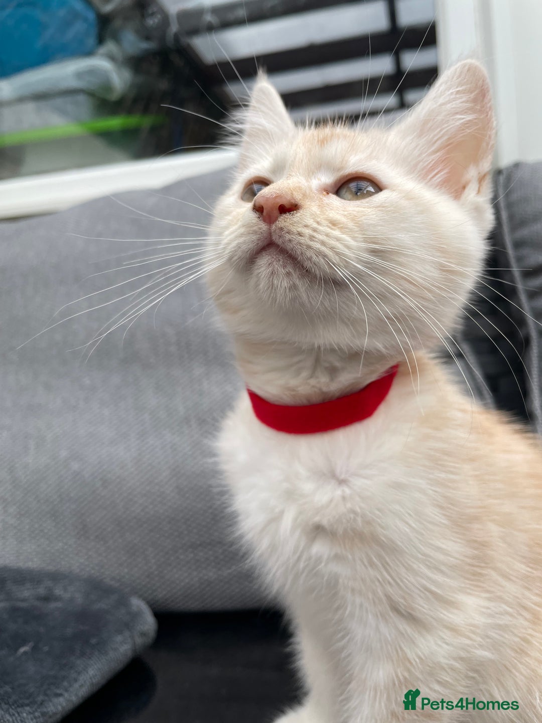 Maine Coon cats for sale: Maine Coon Cross Kittens 3 Girls , 2 Boys - Image 13
