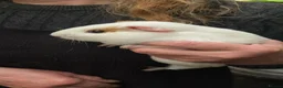 Guinea Pig rodents for sale: Guinea pigs  - Advert 4