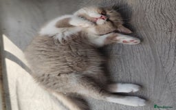 British Shorthair cats for sale: READY NOW Beautiful British Shorthair Kittens - Image 2