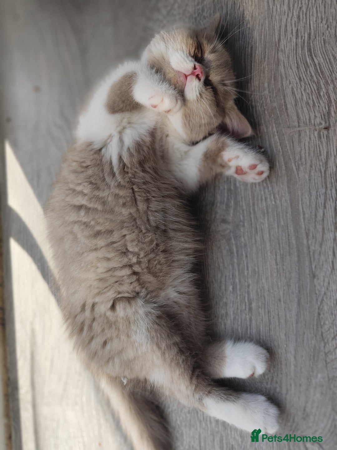 British Shorthair cats for sale: READY NOW Beautiful British Shorthair Kittens - Image 2