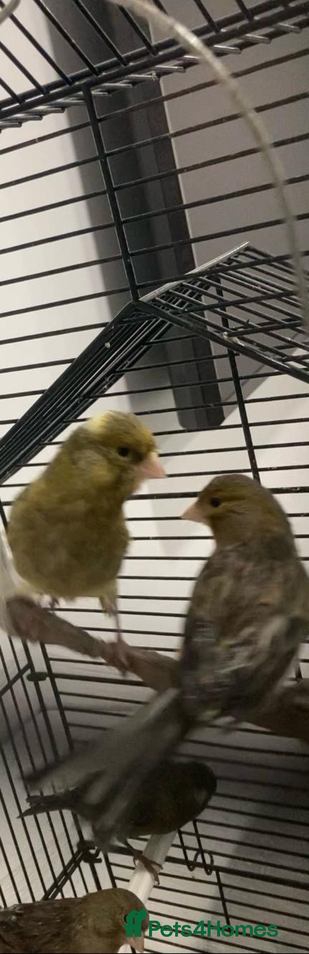 Canaries birds for sale: Canaries  - Advert 1