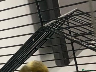 Canaries birds Canaries - Advert 1