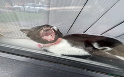 Domestic Shorthair cats for sale: Binkey  - Image 4