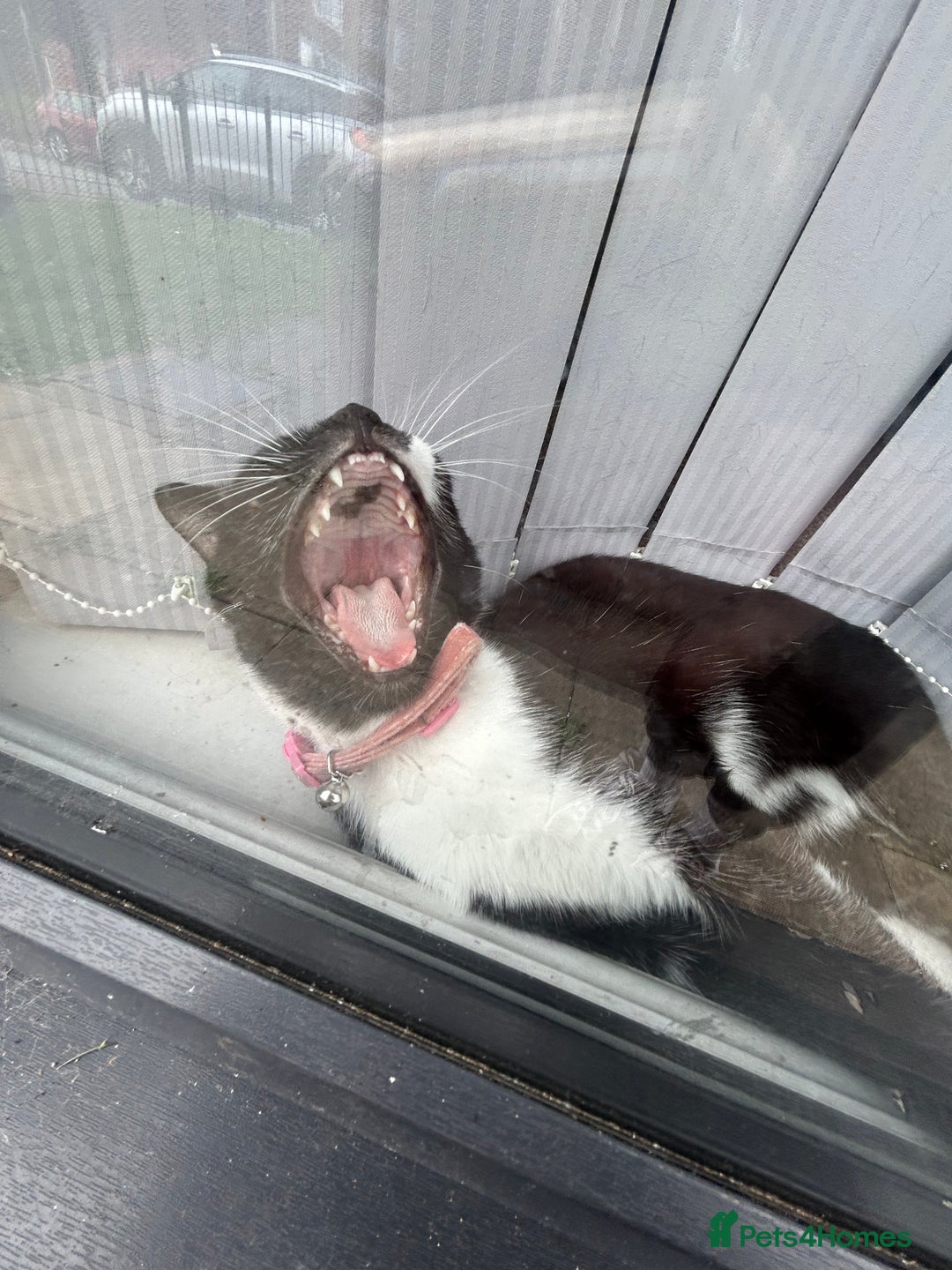 Domestic Shorthair cats for sale: Binkey  - Image 4