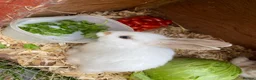 New Zealand rabbits for sale: 5 New Zealand bunny rabbits  in Dukinfield - Advert 3