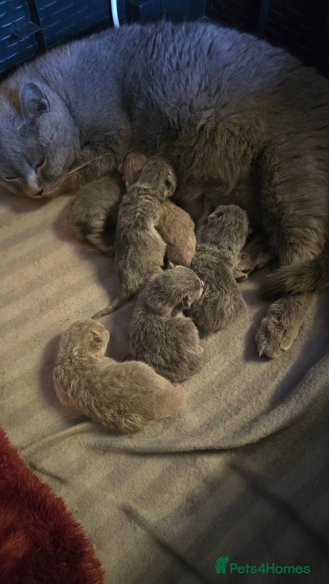 British Shorthair cats for sale: Litter of 6 - Advert 1