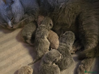 British Shorthair cats Litter of 6 - Advert 2