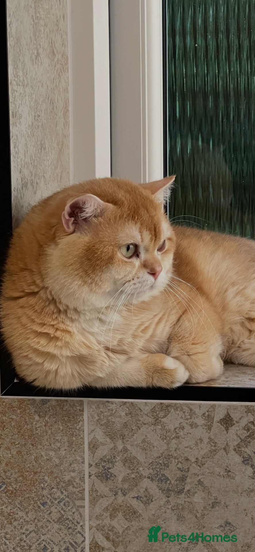 British Shorthair cats Cinnamon Golden Active Boy For Sale - Advert 15