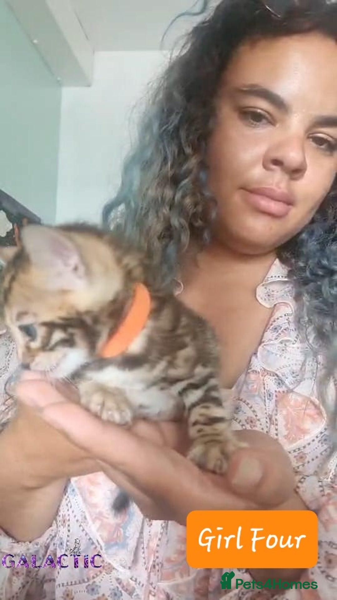 Bengal cats for sale: Beautiful Bengal Kittens  in Sutton - Image 20