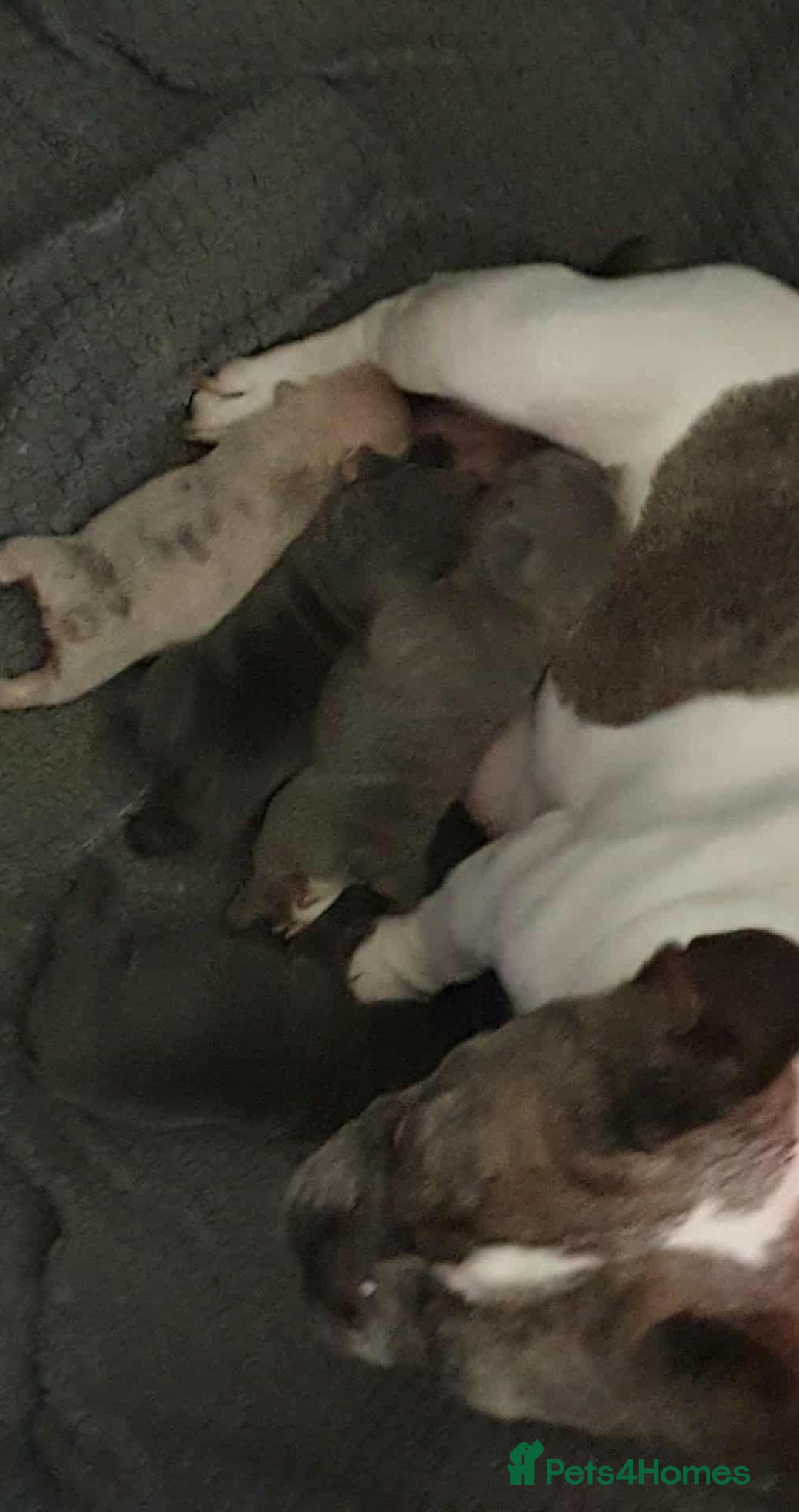 French Bulldog dogs for sale: French bulldog puppies  - Advert 2