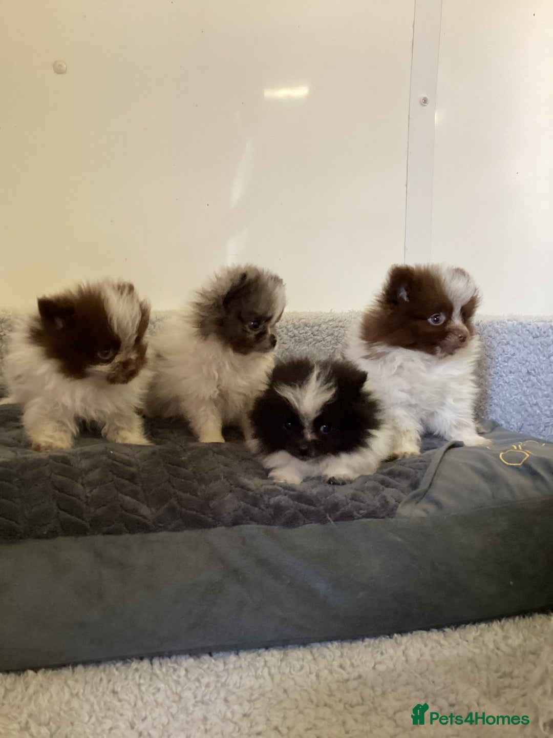 Pomeranian dogs for sale: Pomeranian  - Image 2