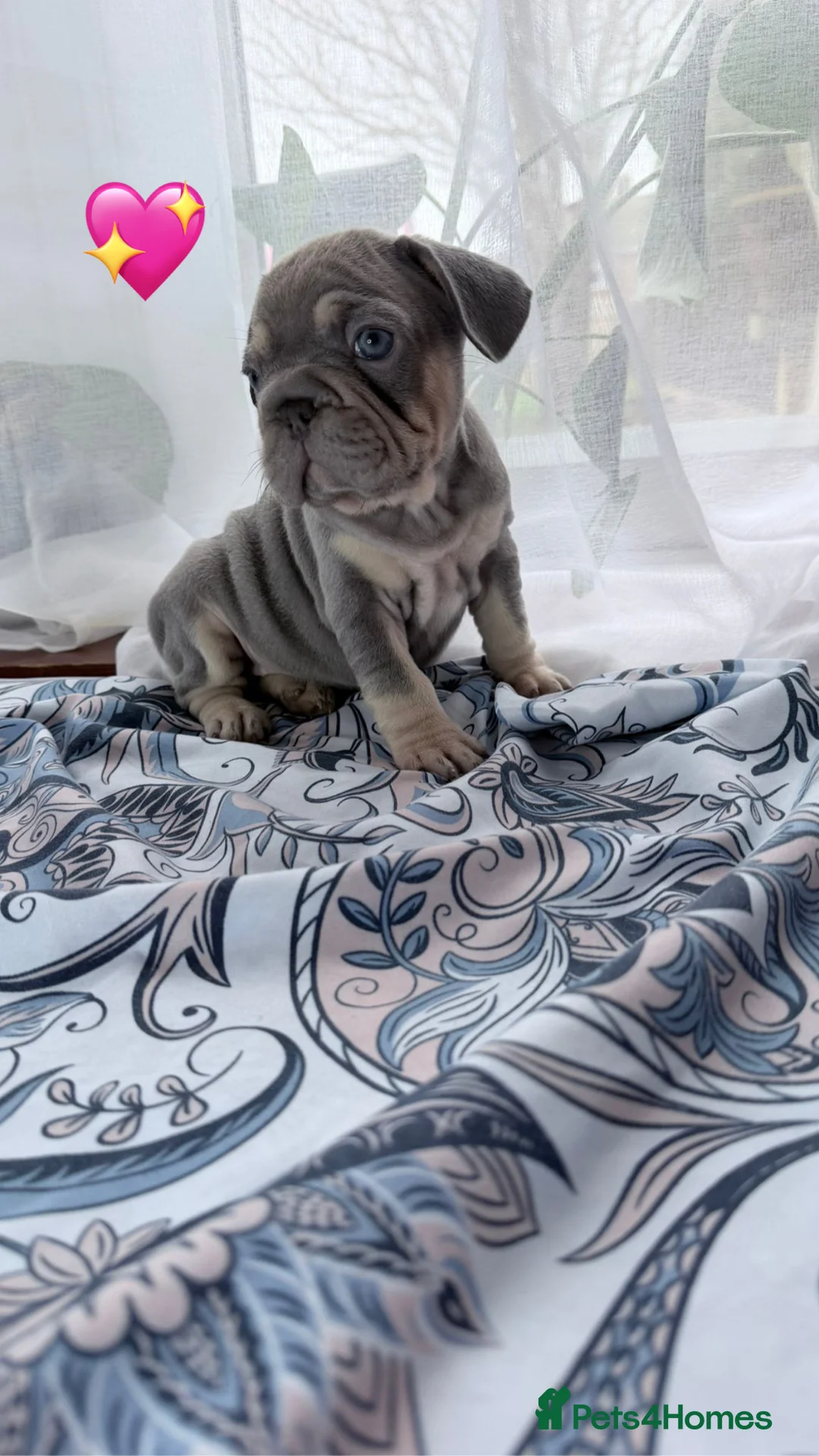 French Bulldog dogs for sale: FrenchBulldog Puppies Ready forTheirForeverHomes🐾 - Advert 15