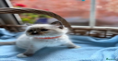 Ragdoll cats - Advert 3