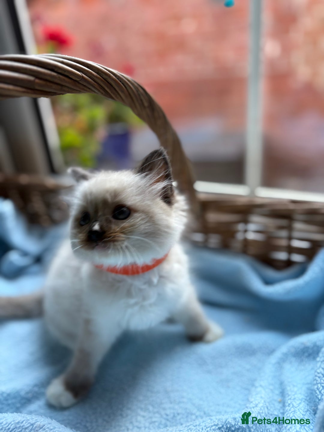Ragdoll cats for sale: One gorgeous boy,  Luxury pedigree. - Image 2
