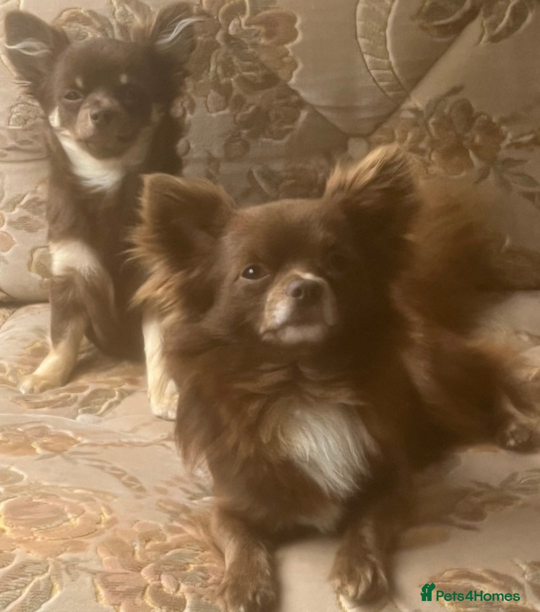 Chihuahua dogs for sale: Chihuahua - Advert 6